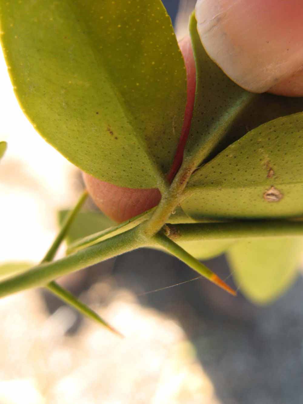              Petiole (Winter Haven, FL)       